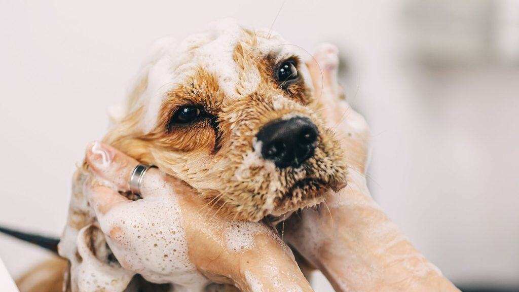 Protecting Your Pet Business Lessons from a Passing Off Dispute